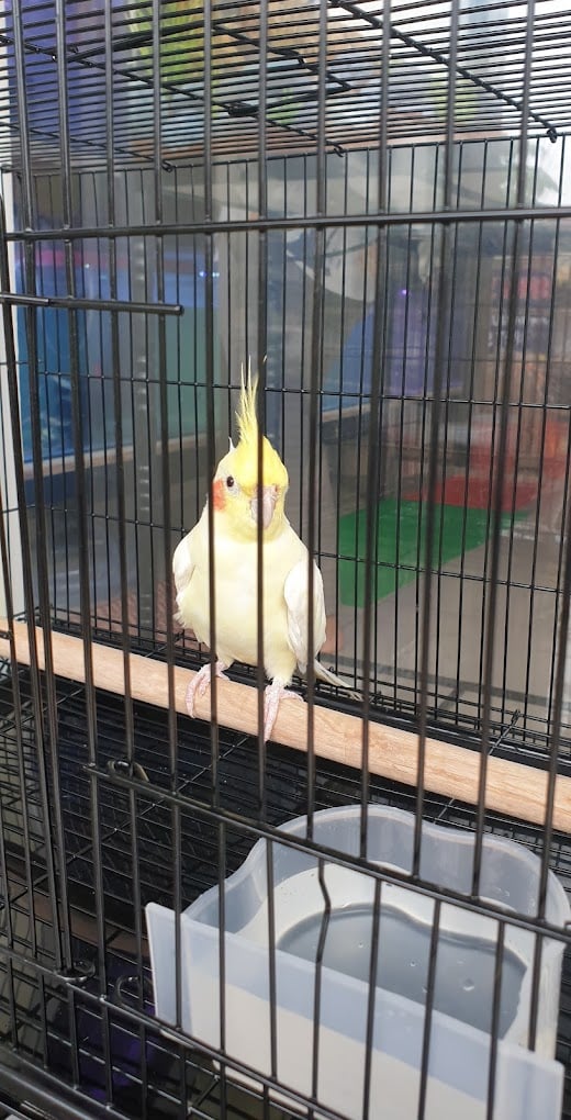 Shri Sai Aquarium and Pet Shop - 5