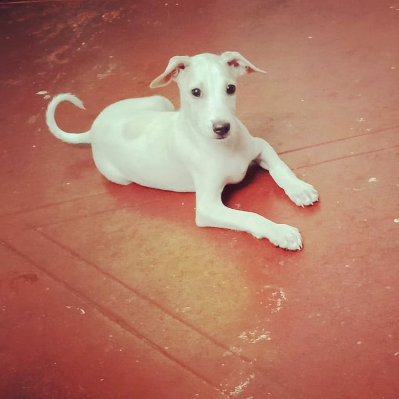 Mangalore Pet Shack - 2