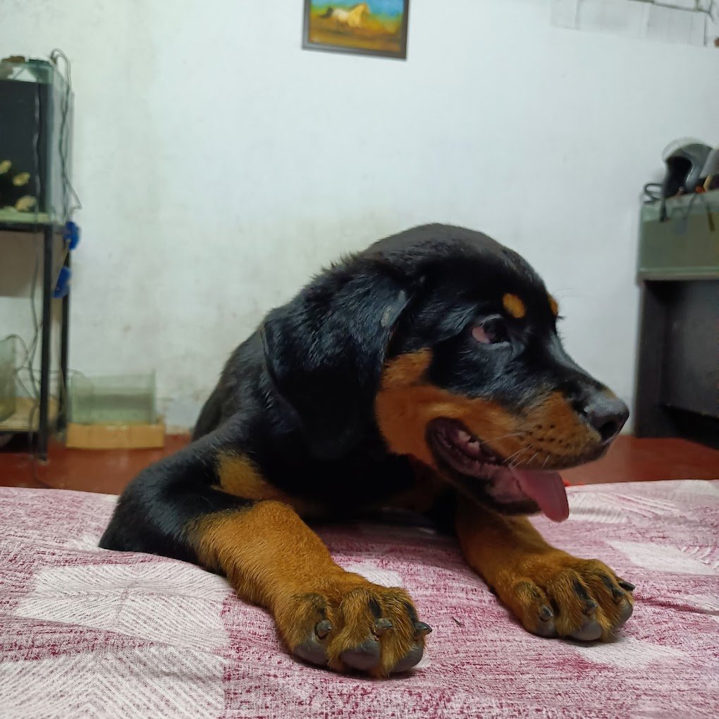 Mangalore Pet Shack - 3