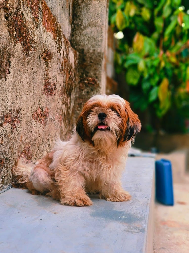 Mangalore Pet Shack - 4