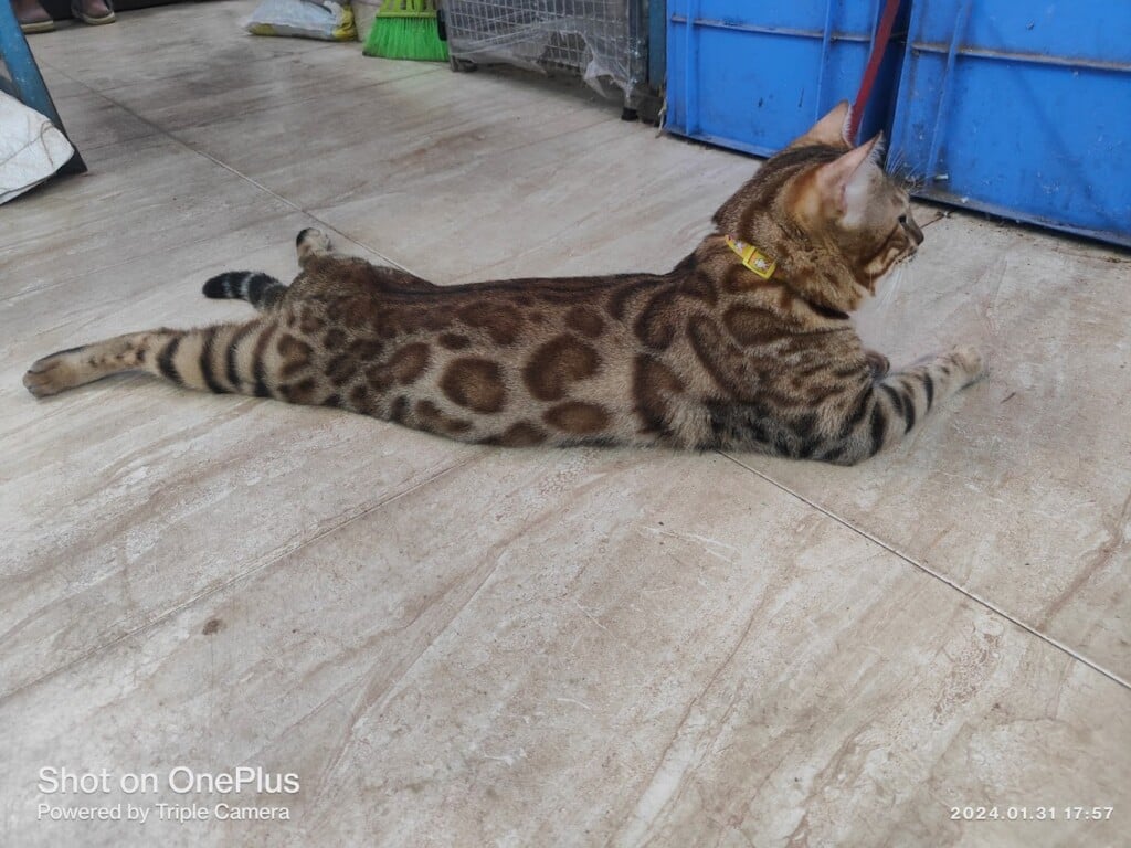 Sai Fish Fantasy - 4