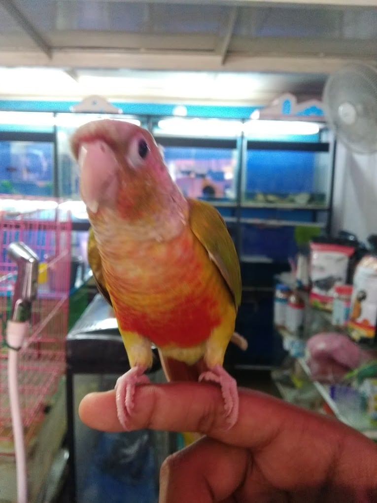 Royal Aqua Centre - 3