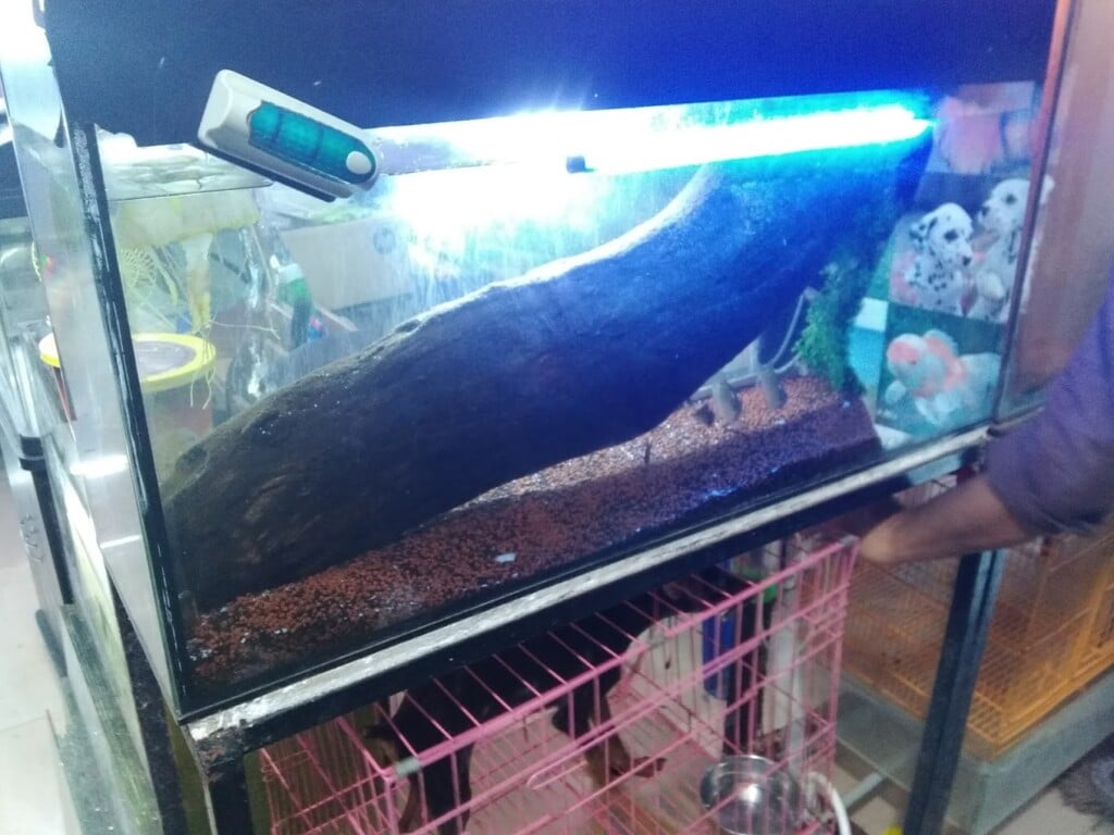 Royal Aqua Centre - 4