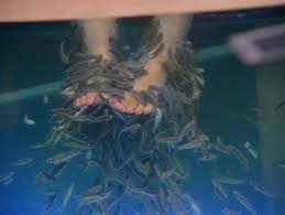Fish Spa - 3
