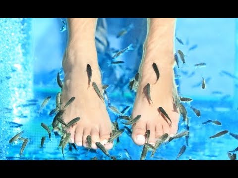 Fish Spa - 4
