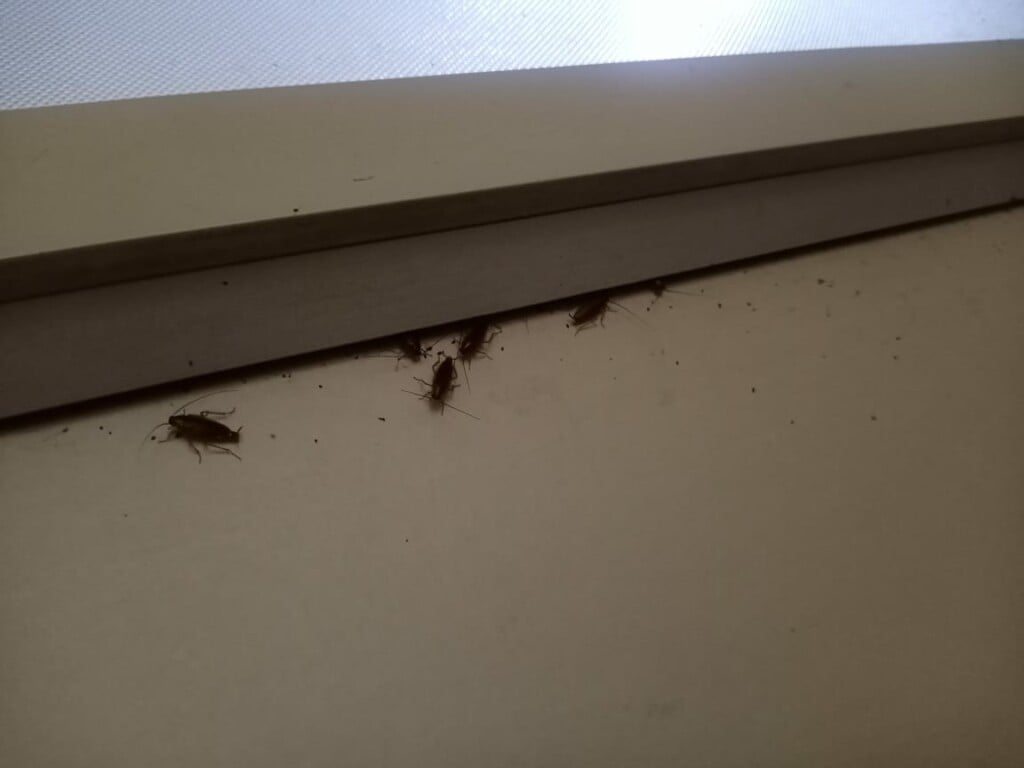 City Pest Control - Mangalore - 4