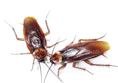 PML Pestman Private Limited - 5