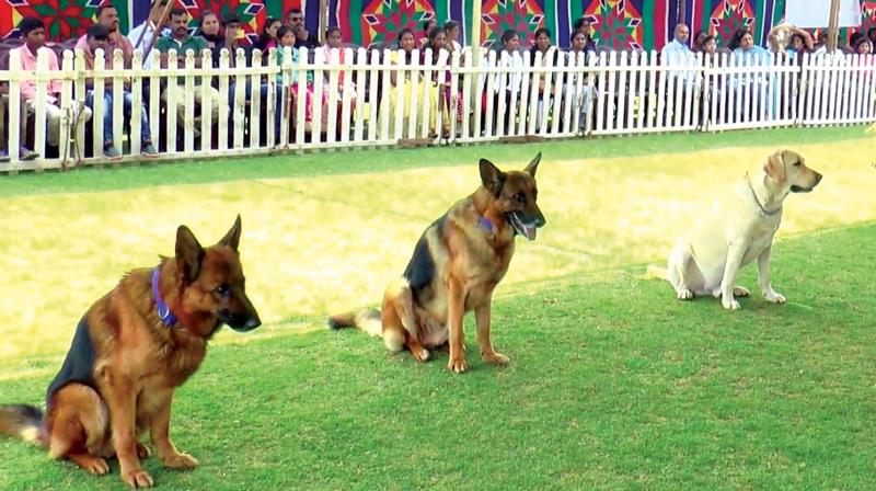 Ooty Dogs - 5