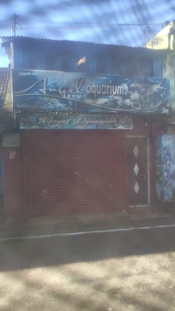 Angel Aquarium