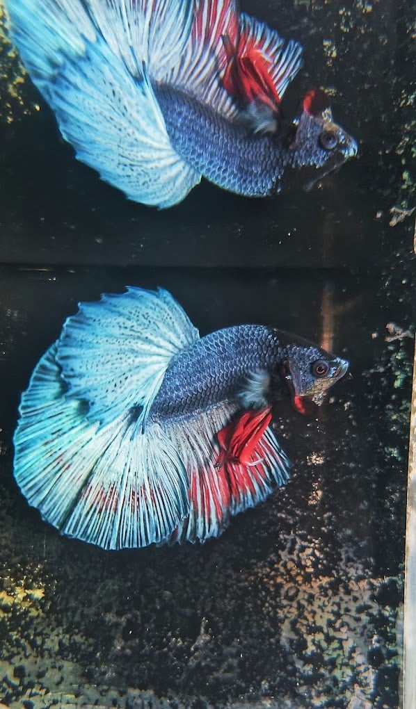 Bubbles Aquarium &pets shop