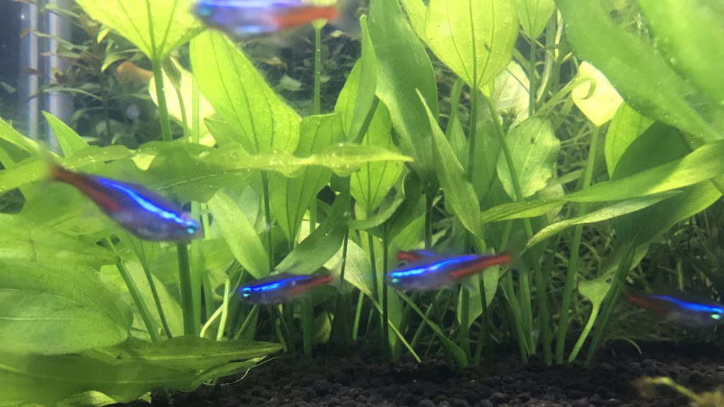 Bubbles Aquarium &pets shop - 4