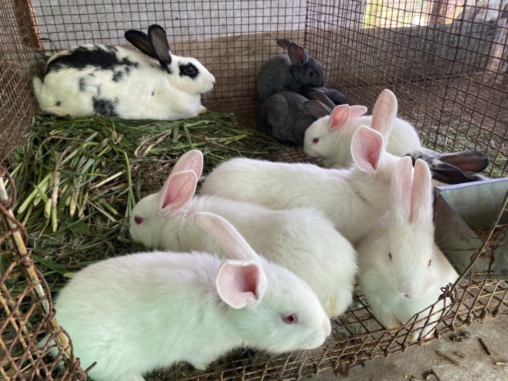 LOLA GSD RABBIT FARM