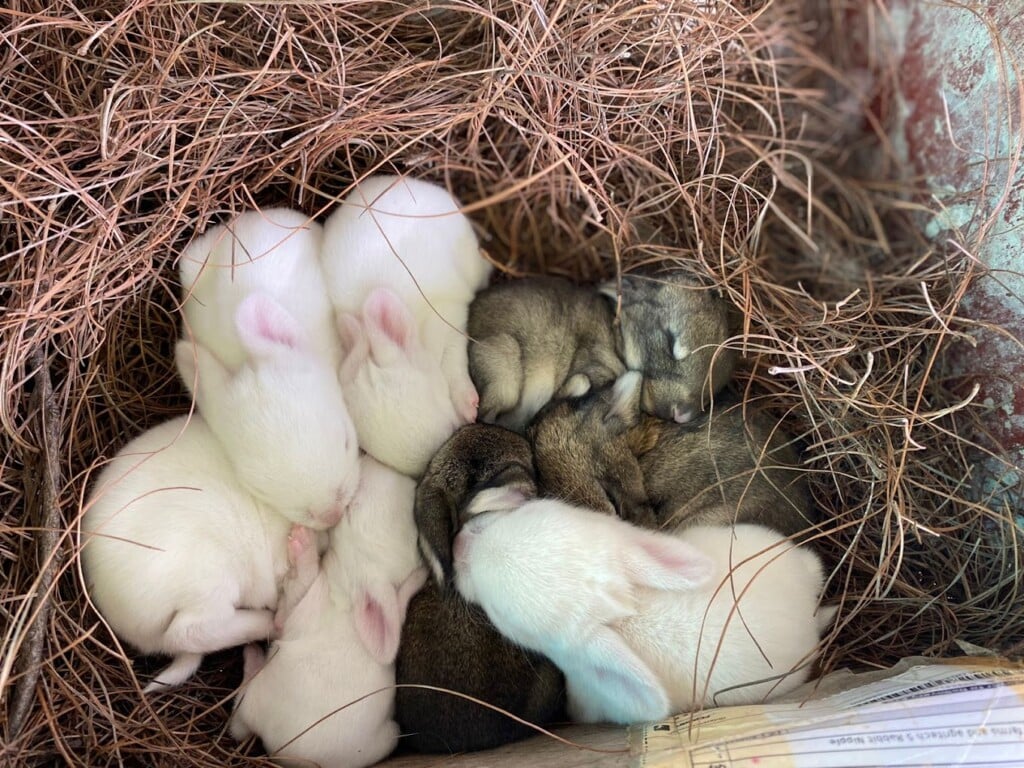 LOLA GSD RABBIT FARM - 3