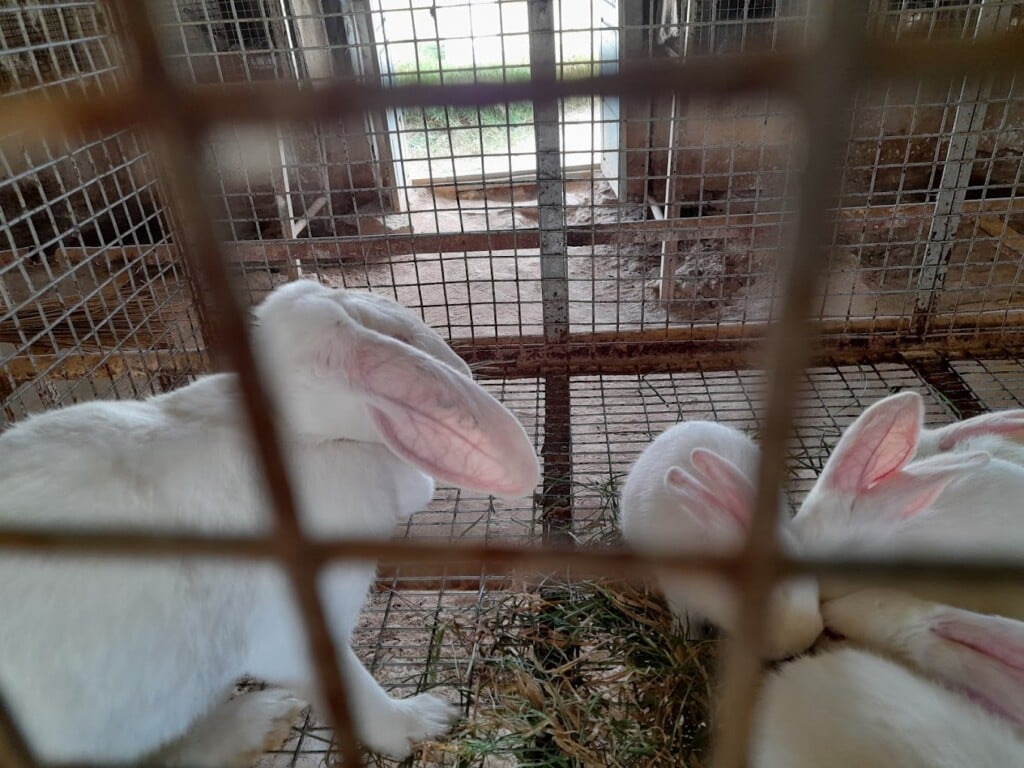 LOLA GSD RABBIT FARM - 5