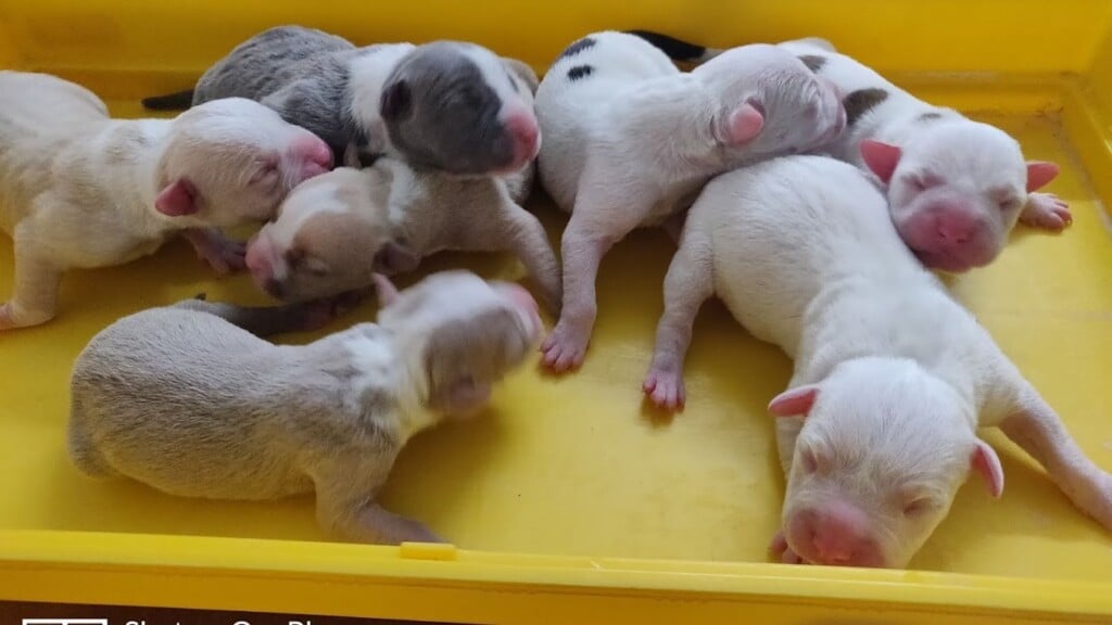 Chirps & Whistle The Pet Shop and Pet Boarding & Grooming Kennel Gurgaon - 2