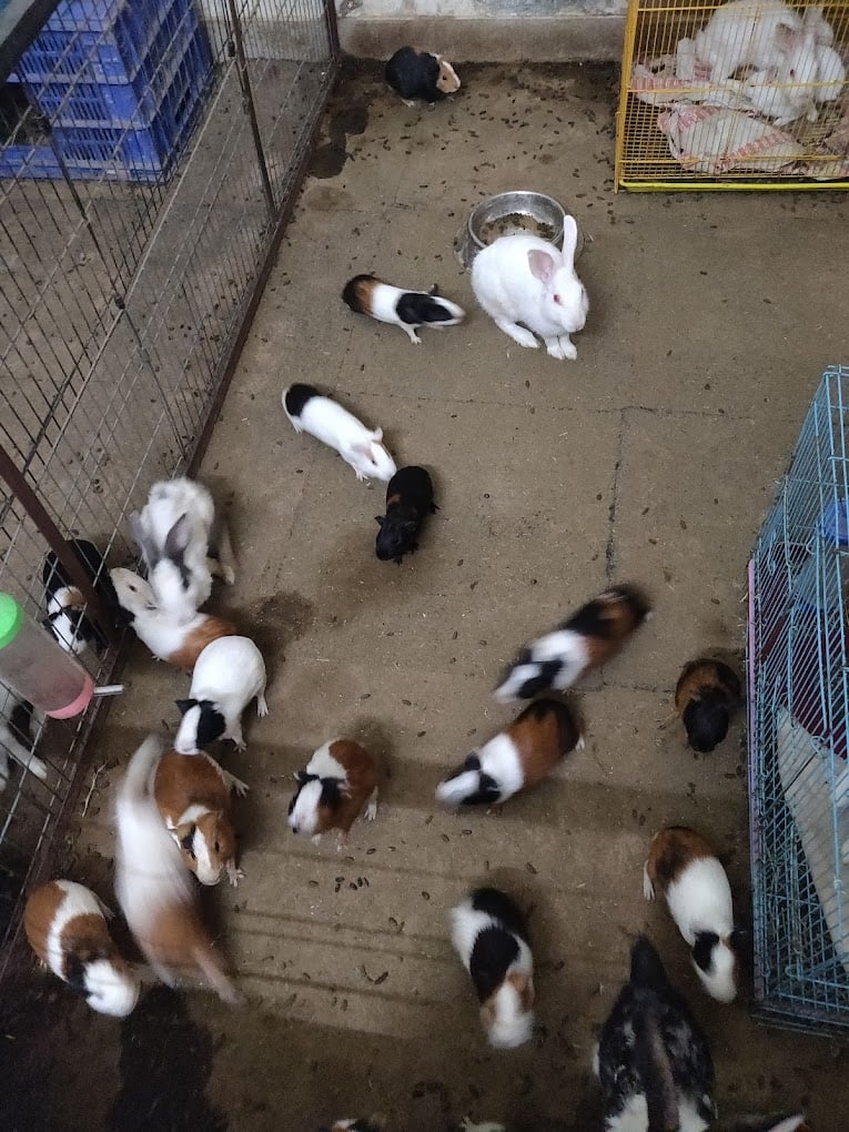 Chirps & Whistle The Pet Shop and Pet Boarding & Grooming Kennel Gurgaon - 3