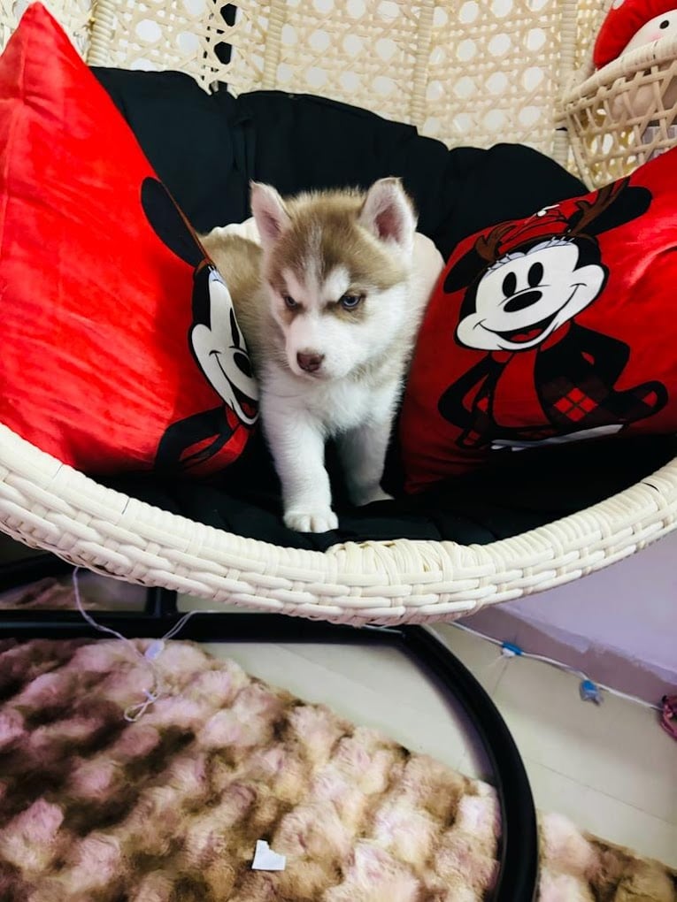 Chirps & Whistle The Pet Shop and Pet Boarding & Grooming Kennel Gurgaon - 4