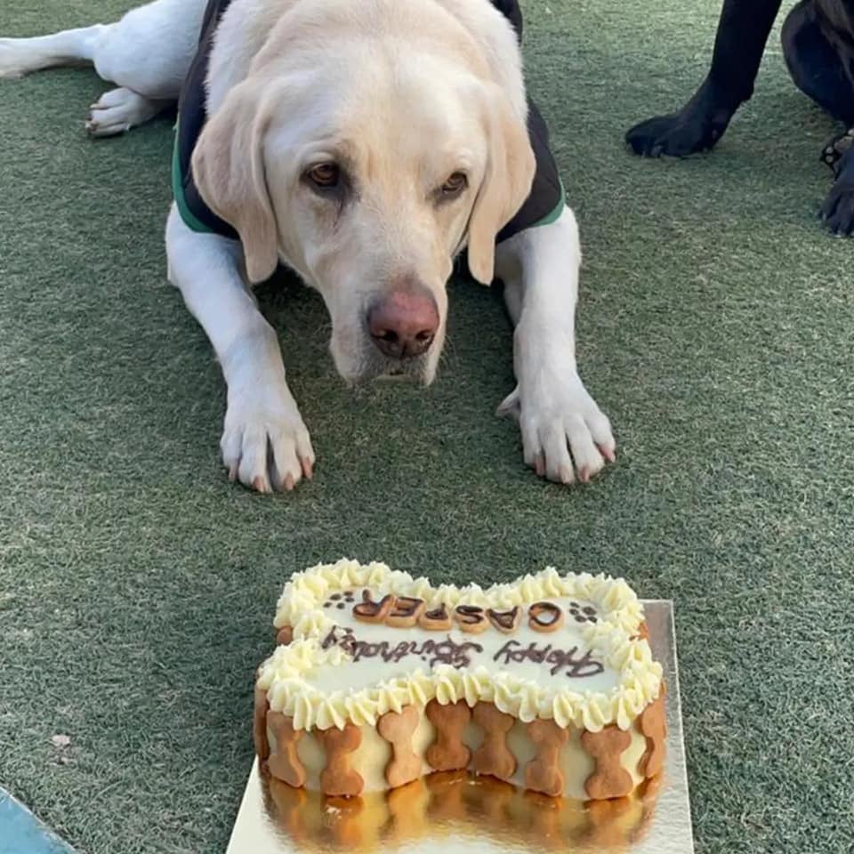 Sicons The Pet Safari - 2