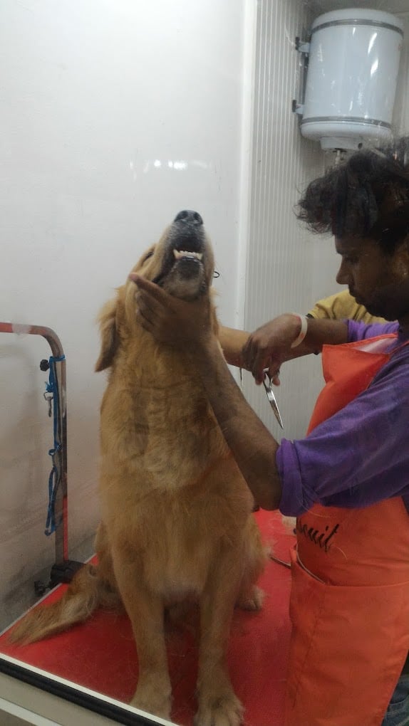 Bath 'n' Biscuit - 4