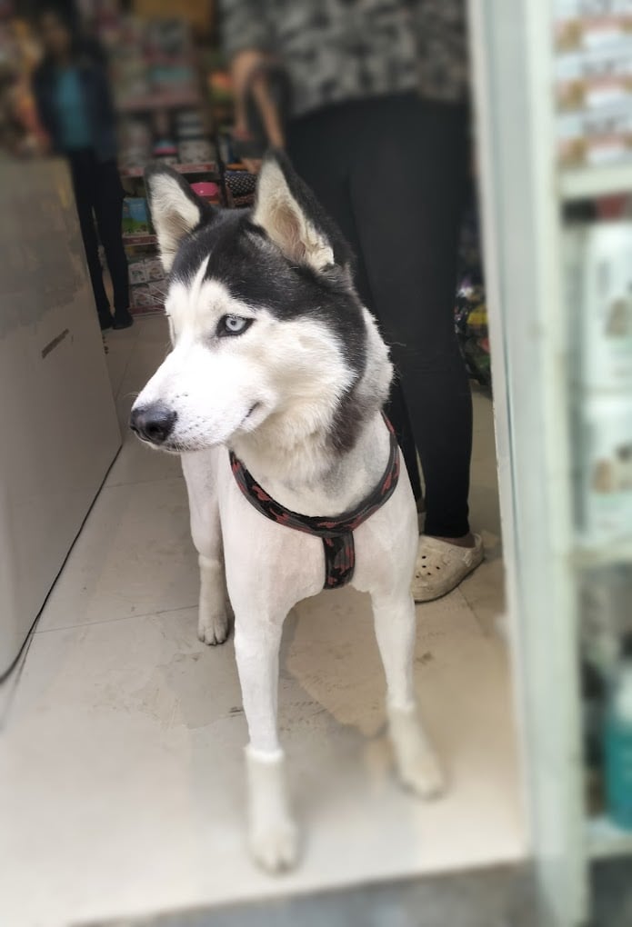 Chien N Chat Pet Shop & Spa - 2