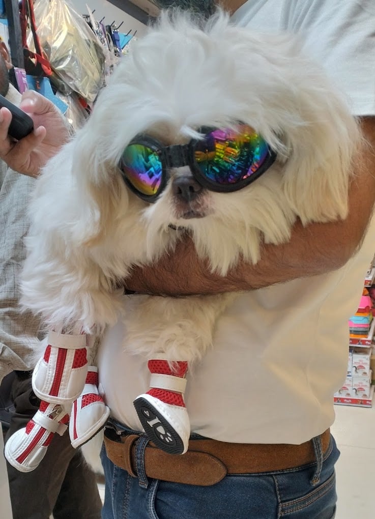 Chien N Chat Pet Shop & Spa - 4