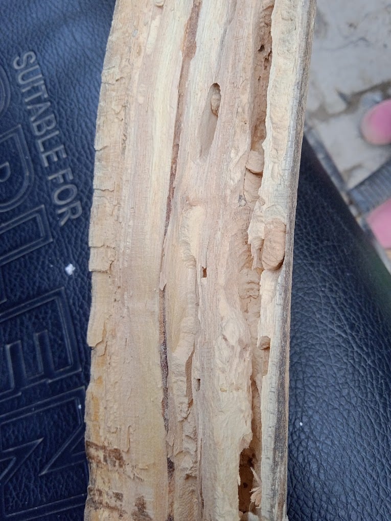 Quality pest control in gurgaon - 3