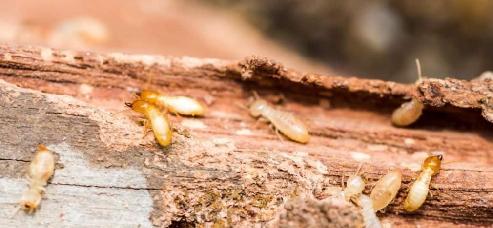 Pest Control Gurgaon - 3