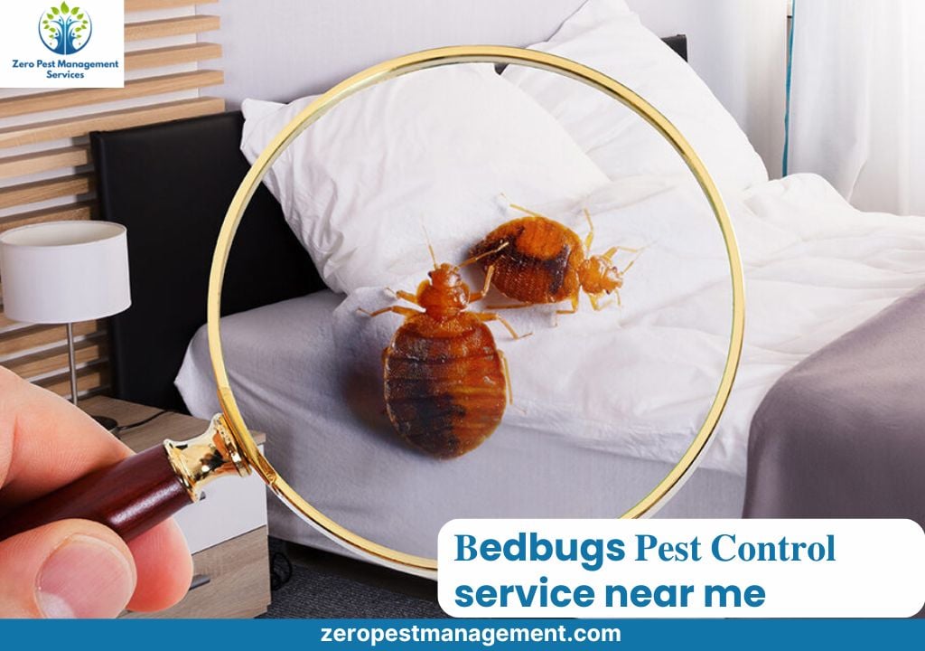 Zero Pest Management Services - 5