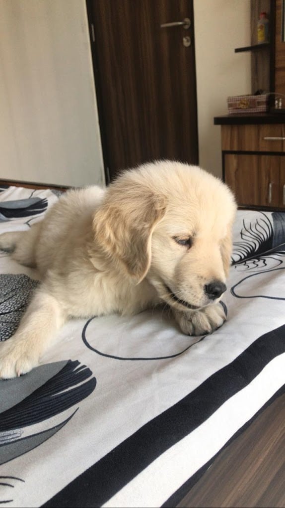 Dog Father Pet Shop - 3