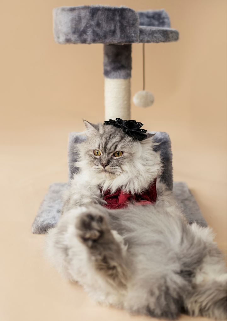 JUST DOGS | Manpada, Thane - 3