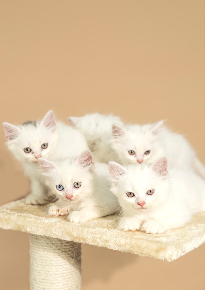 JUST DOGS | Manpada, Thane - 4