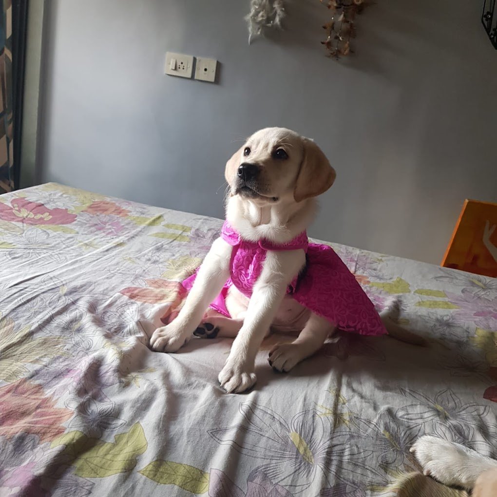 Sharry's Pet & SPA - Pet Shop In Thane - 4