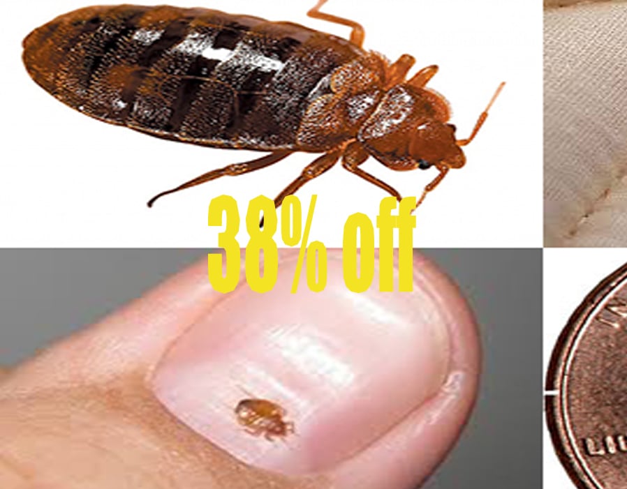 Pest Control Waghbil