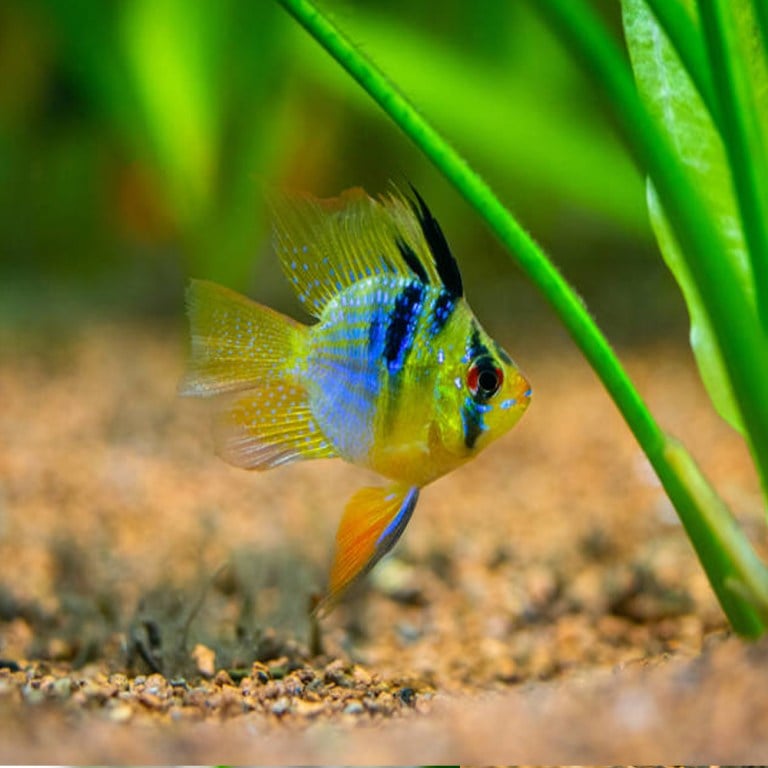 Angel Pet's World - 2