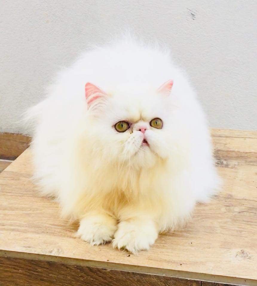 Angel Pet's World - 3