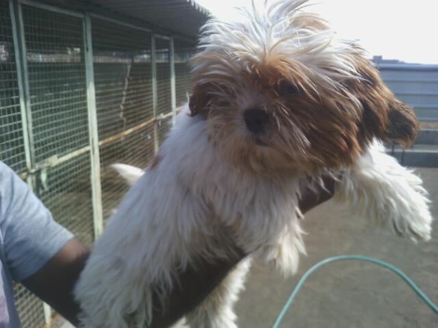 Angel Pet's World - 4