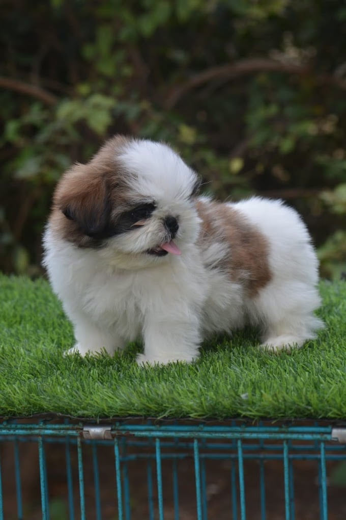 Angel Pet's World - 5