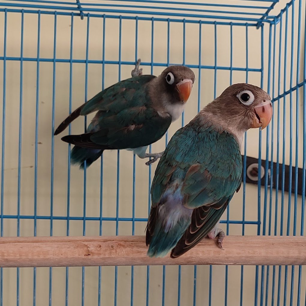 Ritu Pets Gallery & Aquarium - 3