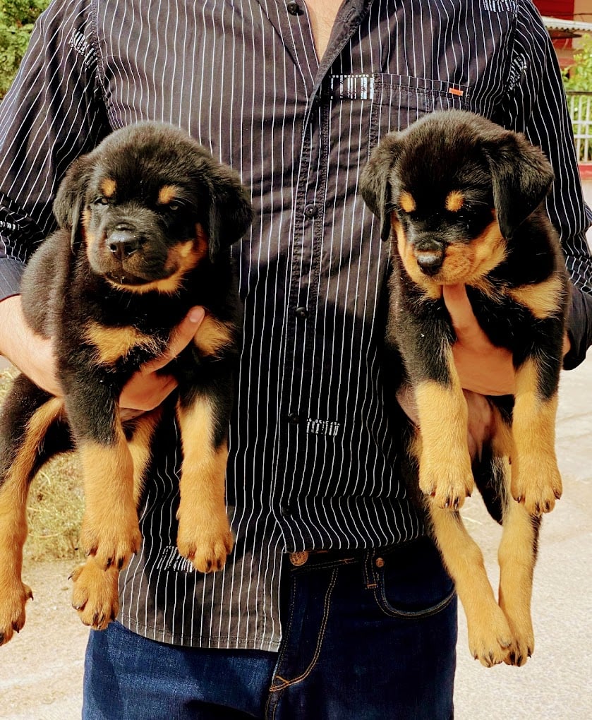 Pets Junction your pets expert - 2