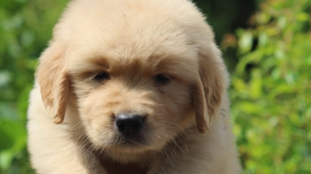 Pets Junction your pets expert - 3