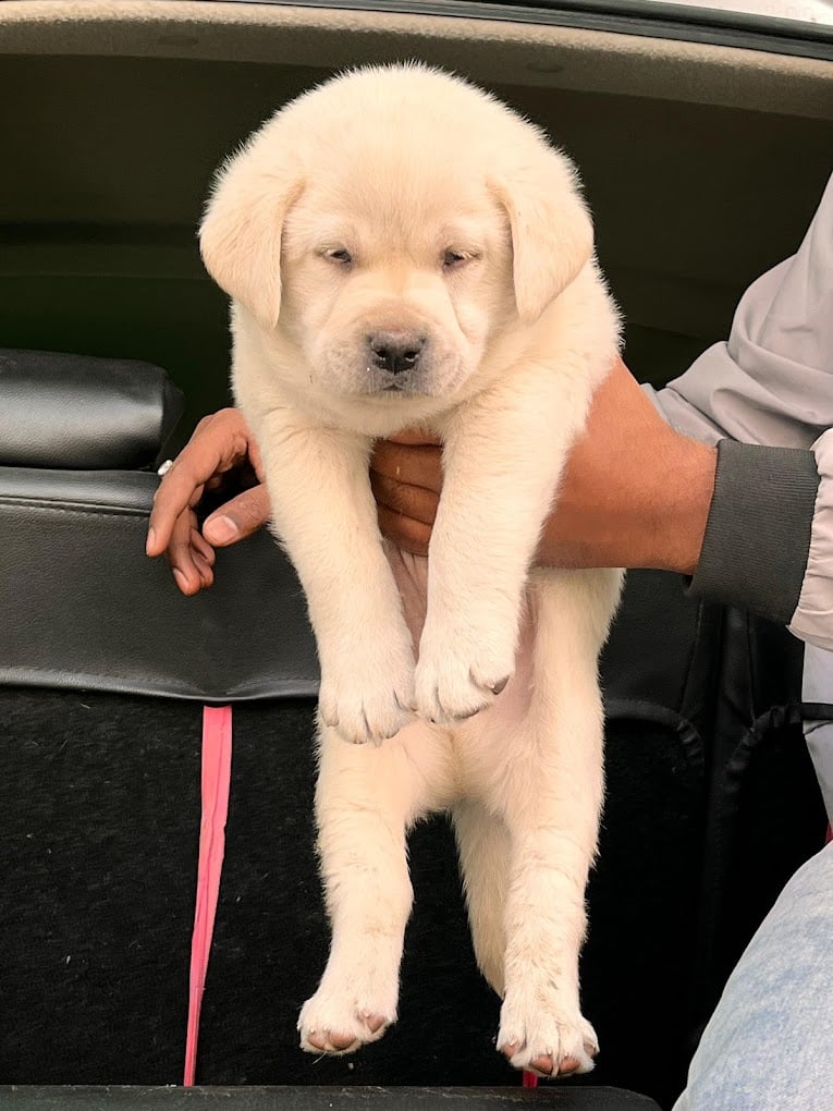 Pets Junction your pets expert - 4