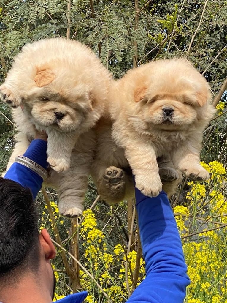 Pets Junction your pets expert - 5