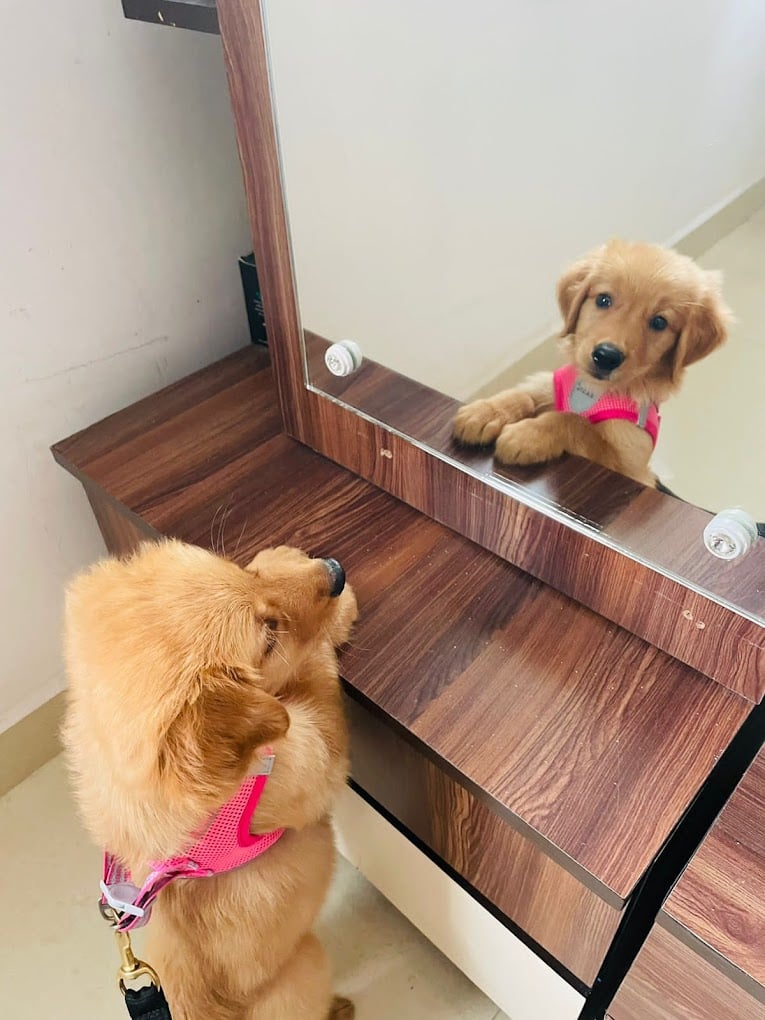 City Pet Shop | Best Pet Shop In Nagpur - 2