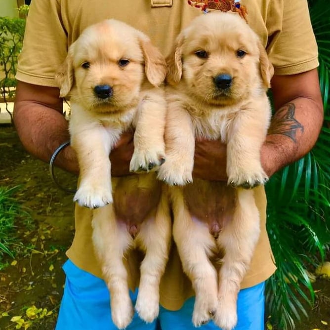 City Pet Shop | Best Pet Shop In Nagpur - 5