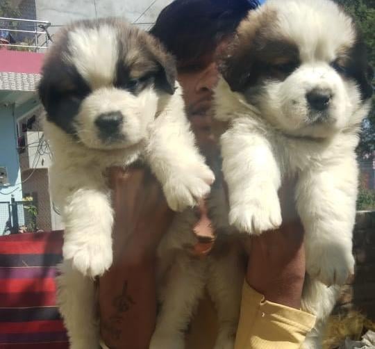 Nirant's Pet Shop - 2