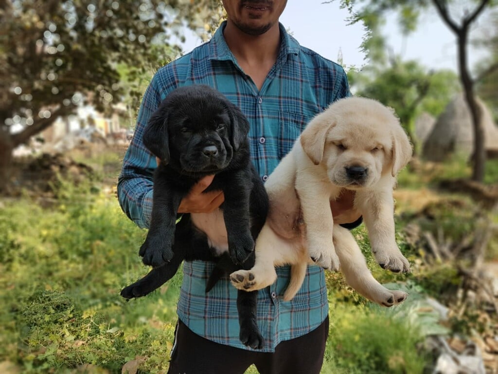 Nirant's Pet Shop - 3