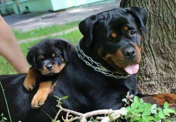 Nirant's Pet Shop - 5