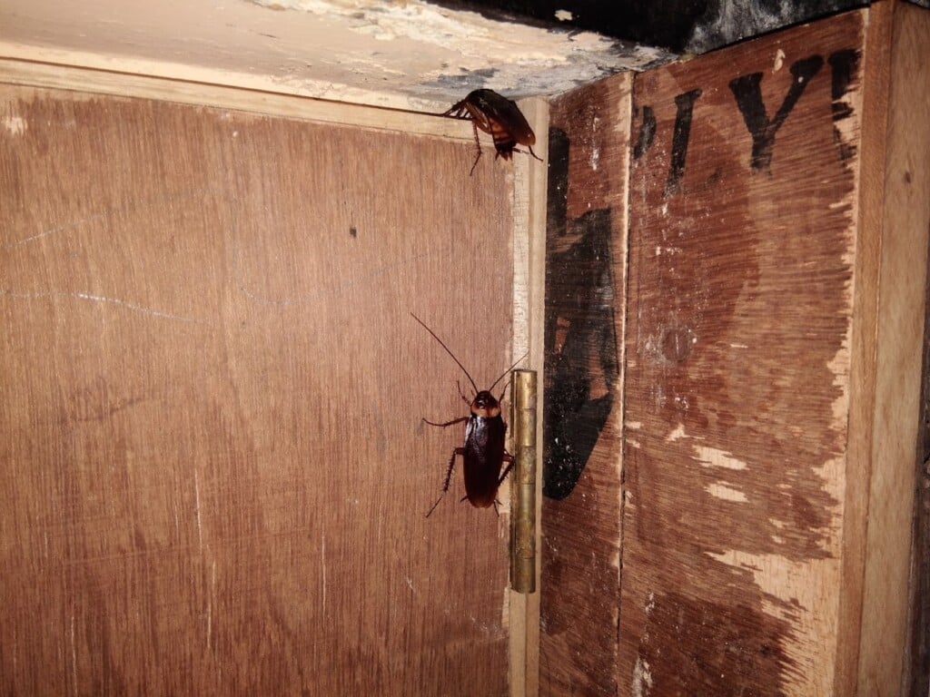 Nagpur Pest Control - 5