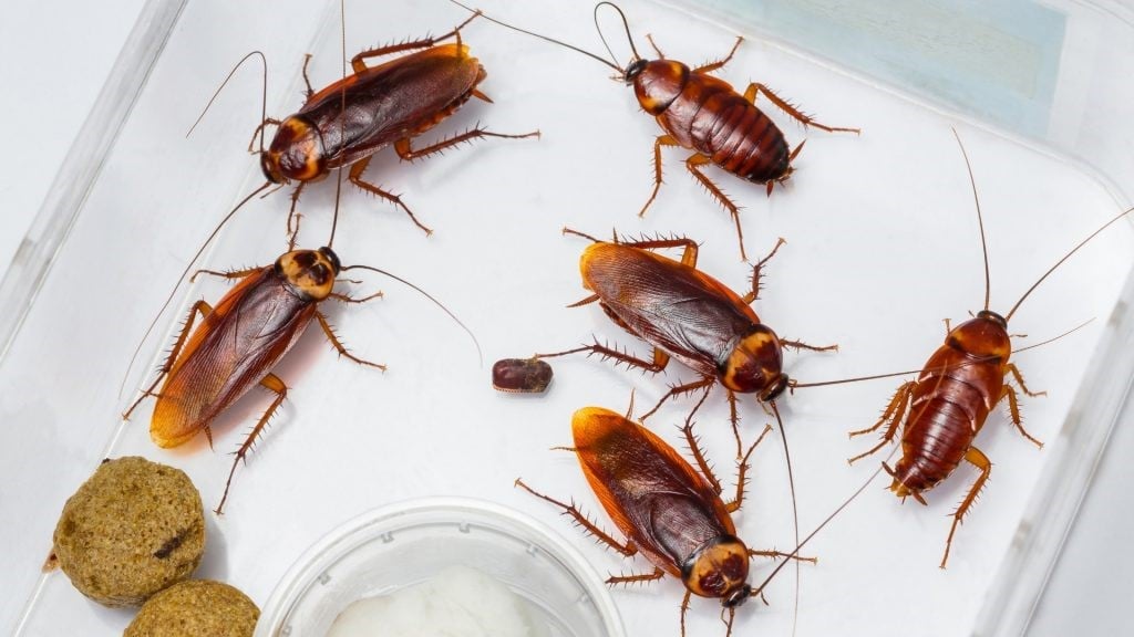 RELIANCE PEST CONTROL SERVICES - 5