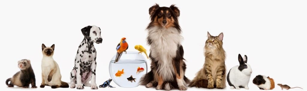 Pretty Pets Centre - 4